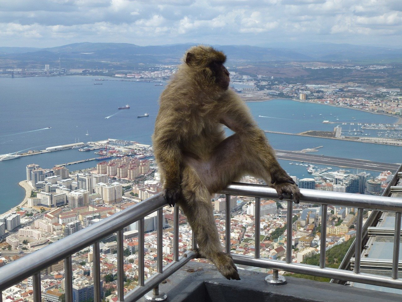 Atak małpek na Gibraltarze